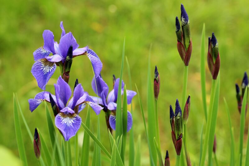 こどもの日に菖蒲を頭に巻くのはなぜ 菖蒲湯の由来とは ひとすくい